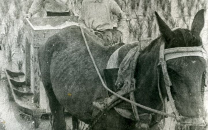 archivos_historicos_x185x