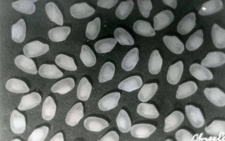 archivos_historicos_x212x