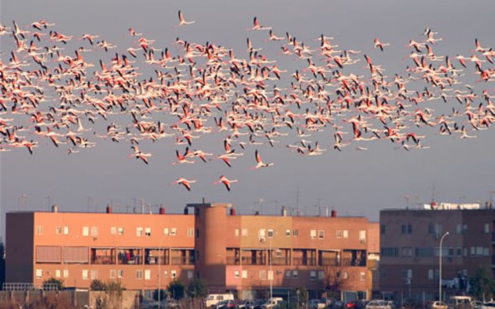 bandada_de_flamencos