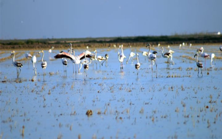 flamencos_III