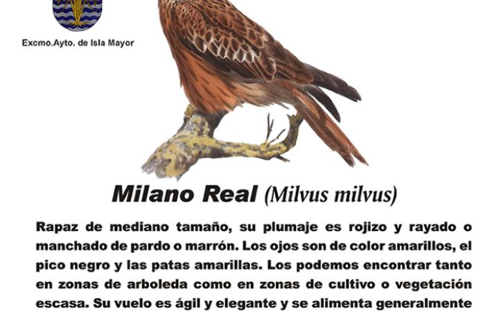 milanoreal